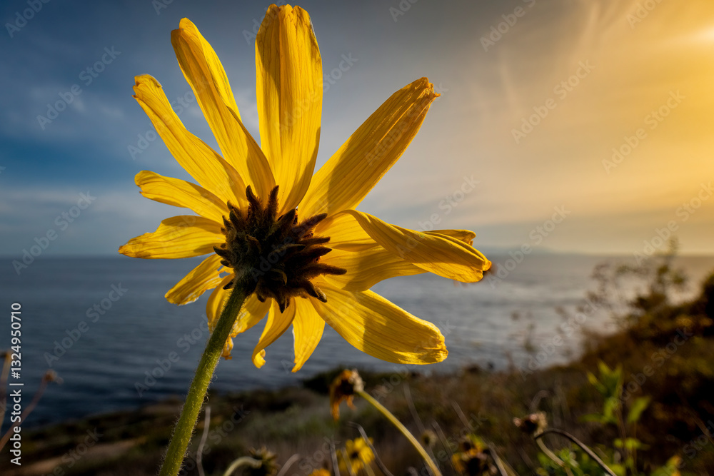 Macro close-up of a Springtime yellow flower back lit on a bright sunny day with blue sky and ocean view