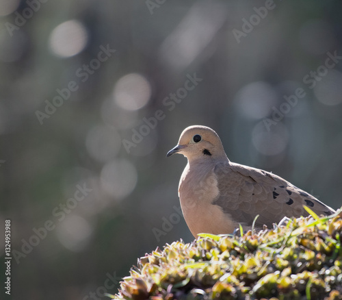 A mourning dove sits on a mossy rock in the early morning.