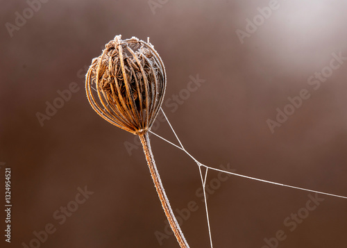 close up of a dry flower