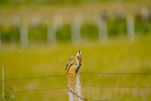 Love of birds in nature 