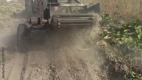 agricultural work on tractor. Mechanized potato processing. potato plowing. Cultivation of agricultural crops of mechanized crops. Digging up potatoes crop. Potato digger in action