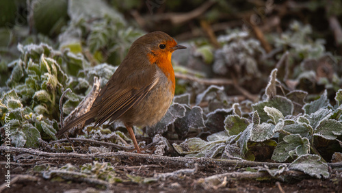 robin on frost