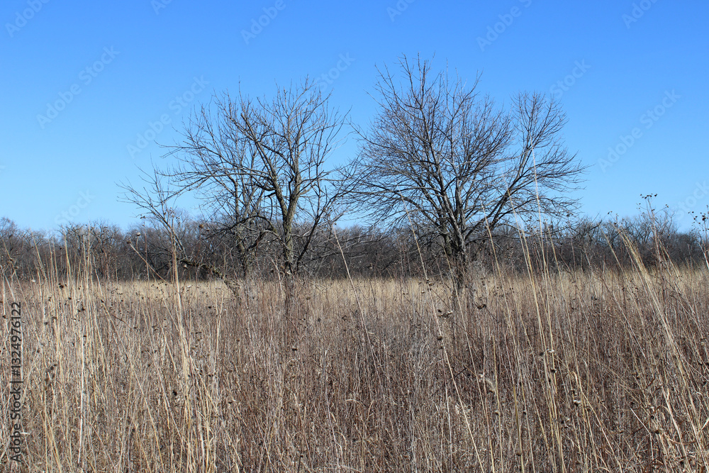 Two bare trees in the restored prairie in early spring at Linne Woods in Morton Grove, Illinois Two bare trees in the restored prairie in early spring at Linne Woods in Morton Grove, Illinois