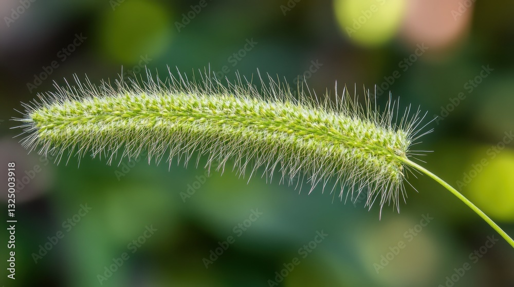 Close-Up of a Green Grass Seed Head Close-Up of a Green Grass Seed Head