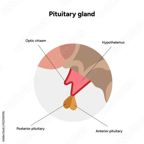 Pituitary gland hormones in brain. Human medical anatomy