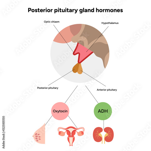 Posterior Pituitary gland hormones in brain. Human medical anatomy