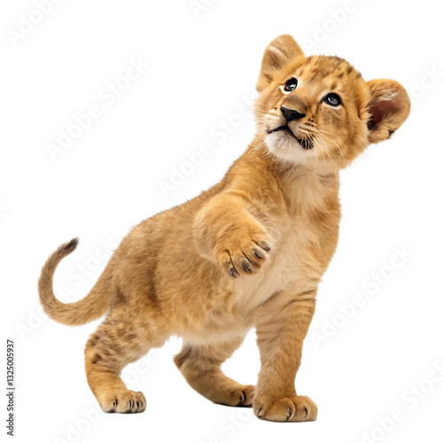 Billede på lærred Cute lion cub standing on white background raising paw with curious expression a