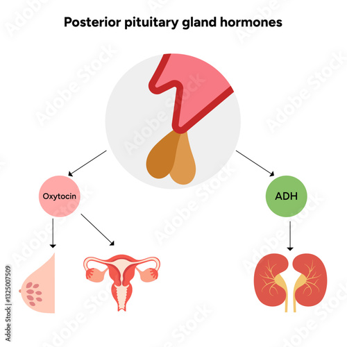 Posterior Pituitary gland hormones in brain. Human medical anatomy