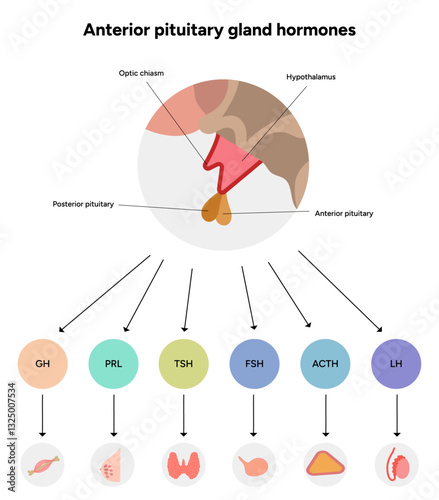 Anterior Pituitary gland hormones in brain. Human medical anatomy