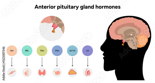 Anterior Pituitary gland hormones in brain. Human medical anatomy