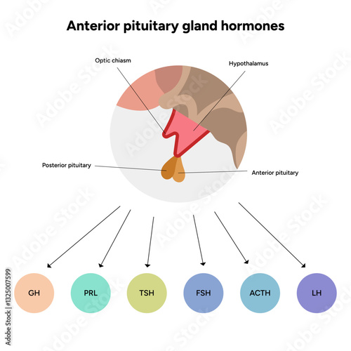 Anterior Pituitary gland hormones in brain. Human medical anatomy
