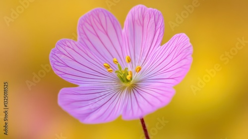 A beautiful close up image of a delicate pink flower