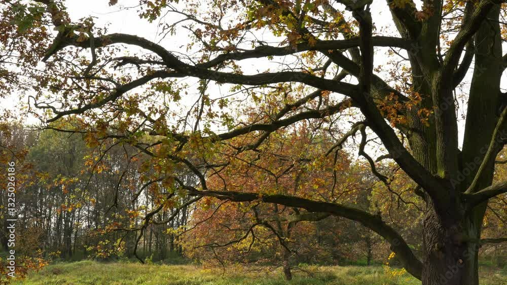 Walk through beautiful park in the fall season. Beautiful oak tree with falling yellow leaves. Autumn landscape in the city. High quality 4k footage Walk through beautiful park in the fall season. Beautiful oak tree with falling yellow leaves. Autumn landscape in the city. High quality 4k footage