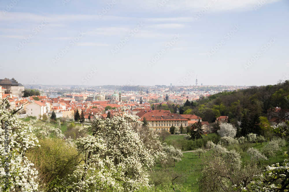 Fototapeta premium A beautiful spring view from Prague Castle, framed by cherry and apple blossoms in full bloom.