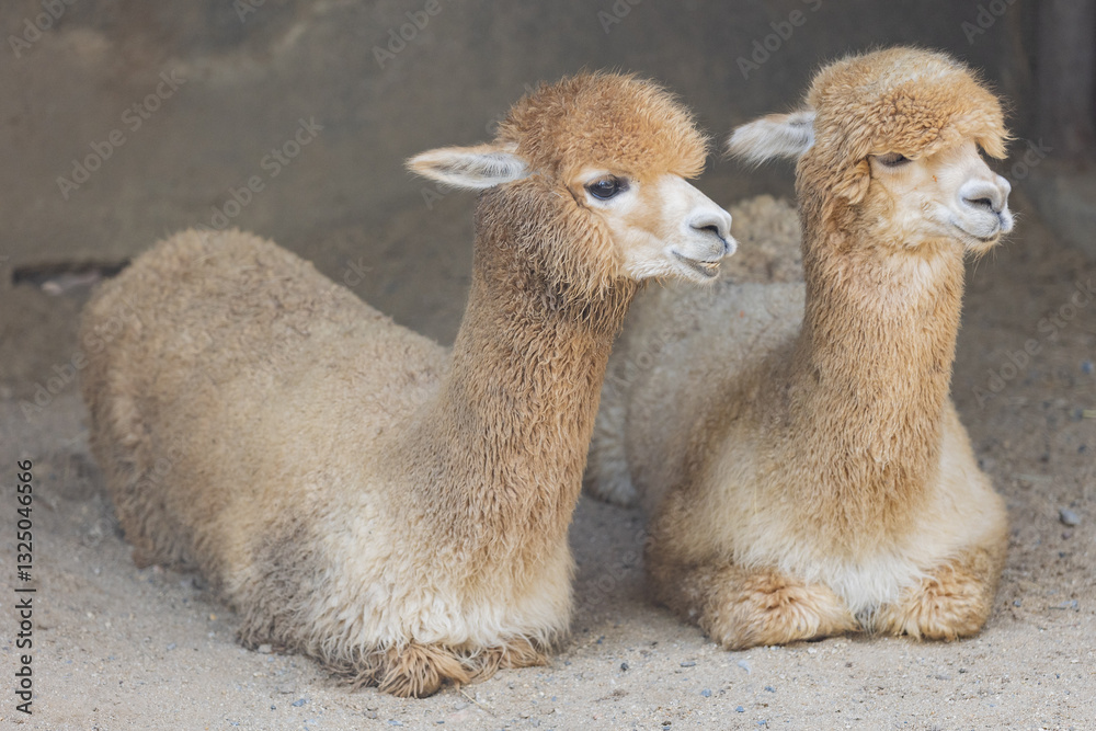 Fototapeta premium Thailand. Bangkok. Alpaca at Safari World Zoo.