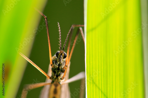 Nephrotoma appendiculata