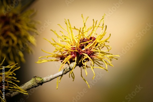 Hamamelis mollis Delicate, thread-like flowers in yellow and red of the Chinese witch hazel in early March photo