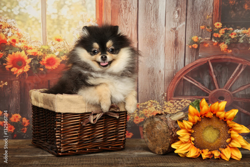 Cheerful Pomeranian Puppy in Rustic Basket Scene