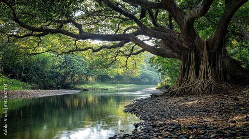 Magnificent banyan tree roots hug the serene riverbank in a green landscape