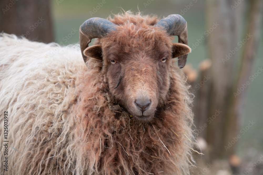 Portrait of a brown Heidschnucke with round horns. The sheep looks into the camera. The animal is full of fur. Portrait of a brown Heidschnucke with round horns. The sheep looks into the camera. The animal is full of fur.
