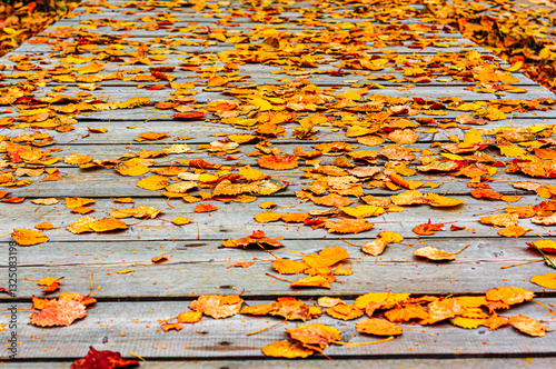 Red and orange autumn leaves background