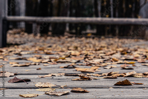 Red and orange autumn leaves background