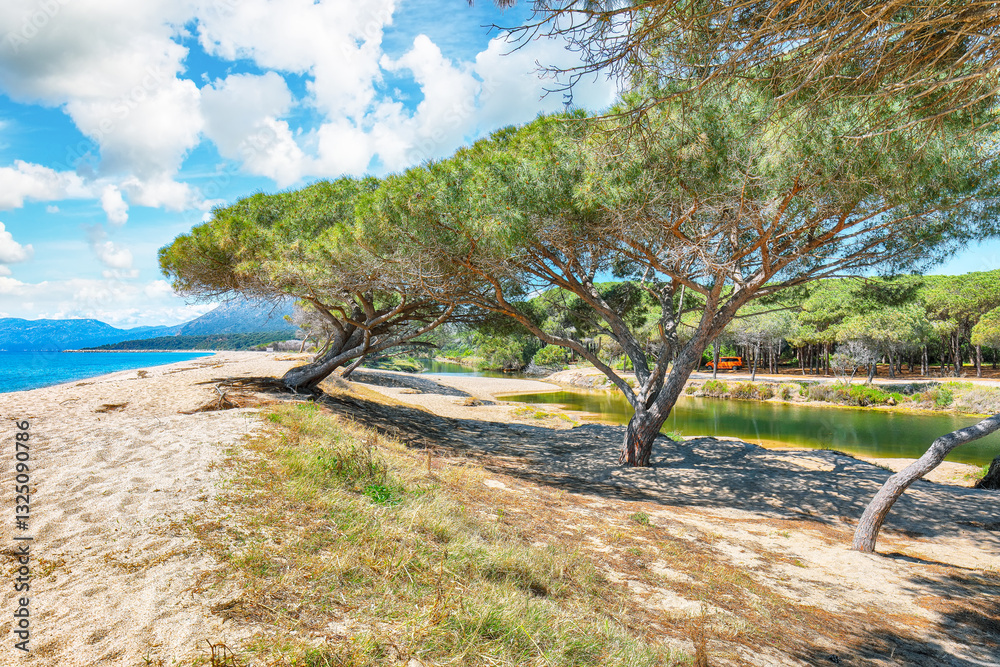 Remarkable view of Maritime pine trees and Osala Beach in national park Stagno Longu.