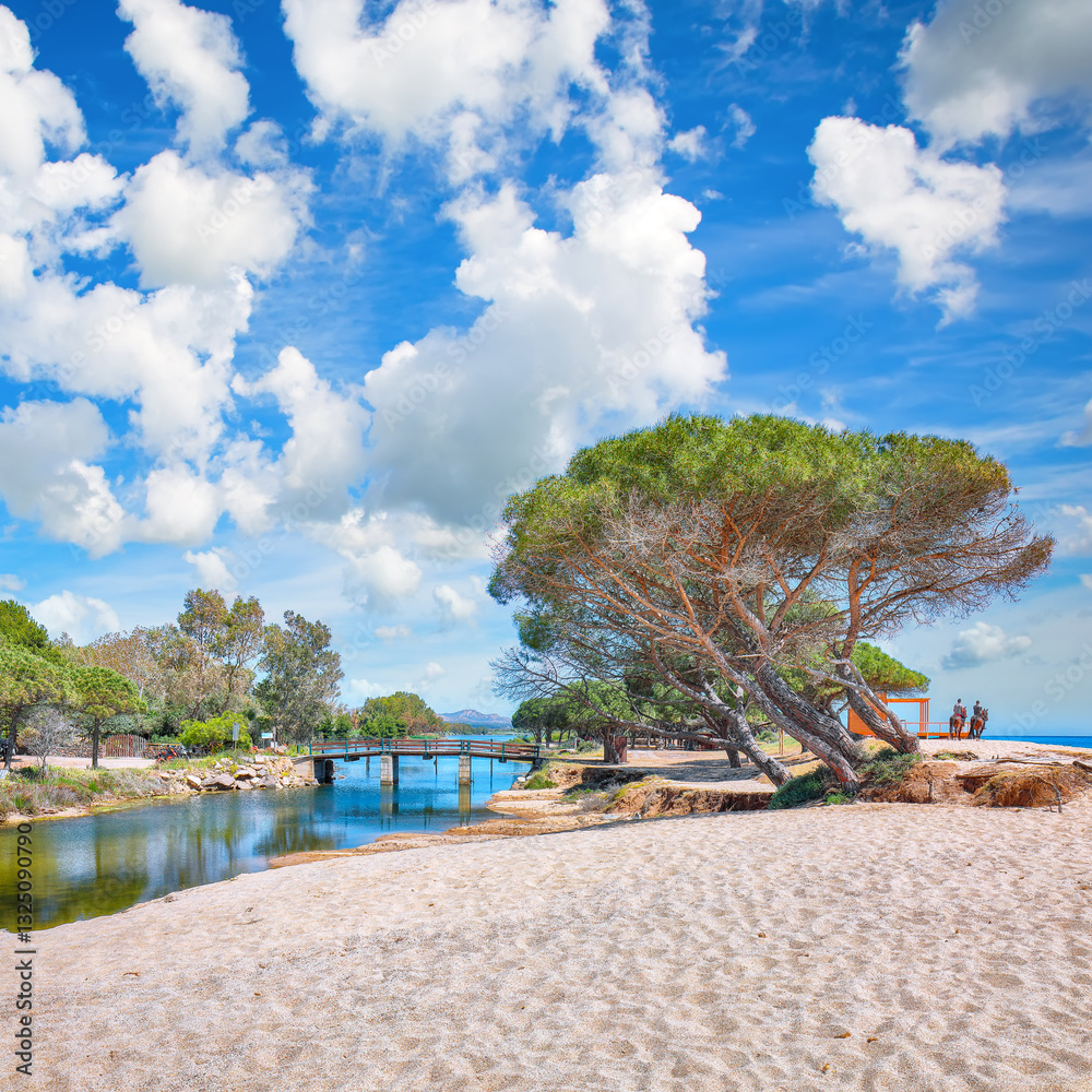 Exciting view of Maritime pine trees and Osala Beach in national park Stagno Longu.