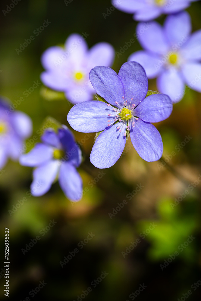 Fantastic view of round-lobed hepatica flower.