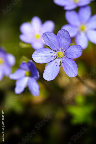 Obraz na płótnie Fantastic view of round-lobed hepatica flower. w salonie