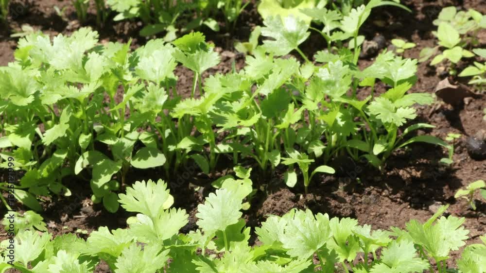 close up view of coriander plantation. close up view of coriander plantation.