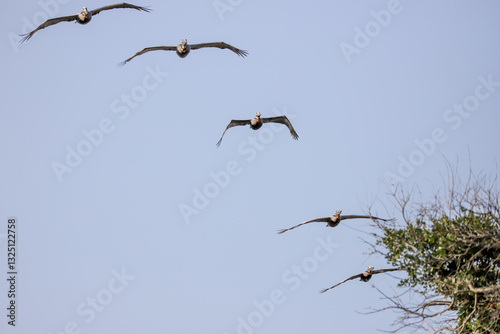 Four brown pelicans flying together near a nesting site on a tree branch