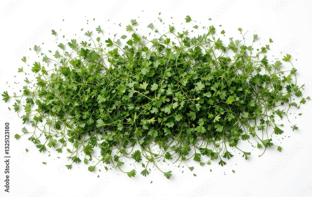 Obraz premium Fresh Green Parsley Plant Overhead Shot Isolated for Culinary Use