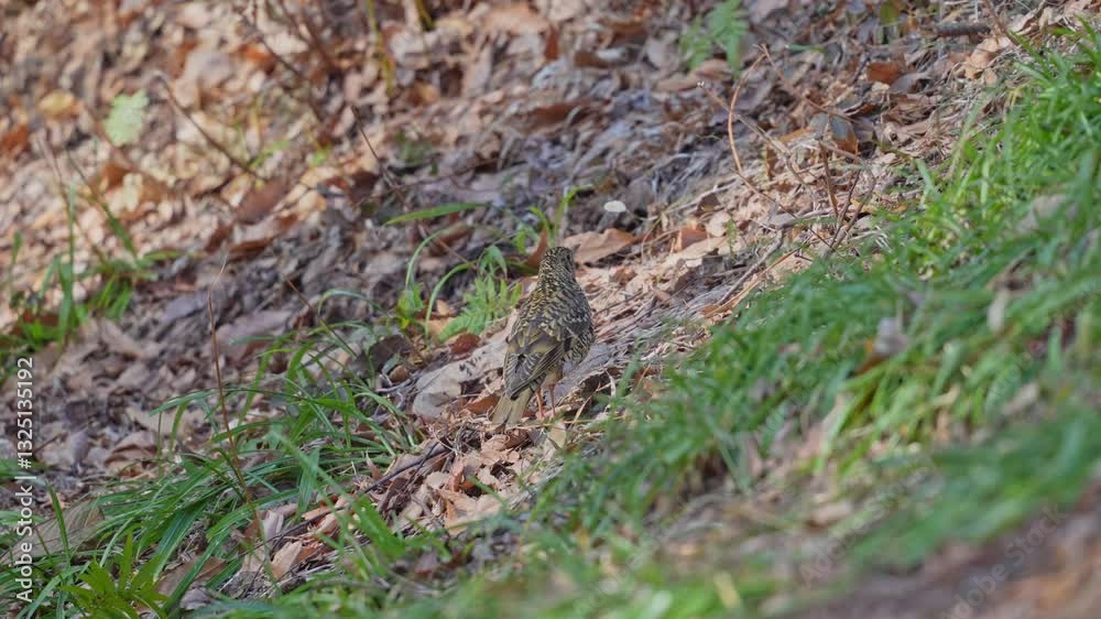 scaly thrush in a field scaly thrush in a field