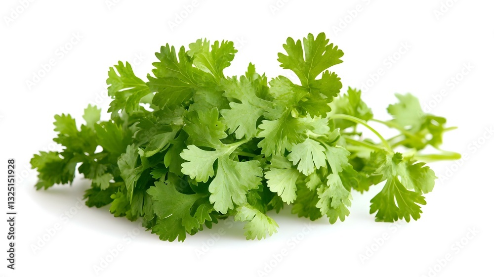 Fresh coriander leaf isolated on white Fresh coriander leaf isolated on white