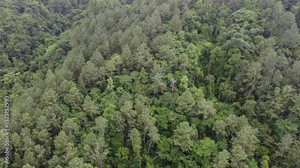 Aerial view of the rainforest and jungle near Wuzhizhou on Hainan Island, China Aerial view of the rainforest and jungle near Wuzhizhou on Hainan Island, China