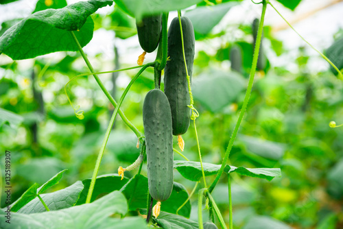 Obraz na plátně Organic cucumbers cultivation