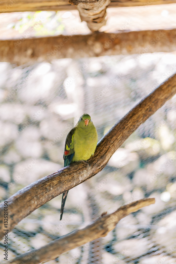 Green mountain parrot sits on a perch in a cage Green mountain parrot sits on a perch in a cage