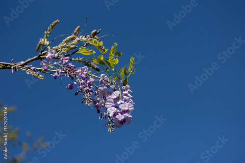 Wallpaper Mural Purple Wisteria Flower Against Blue Sky Torontodigital.ca