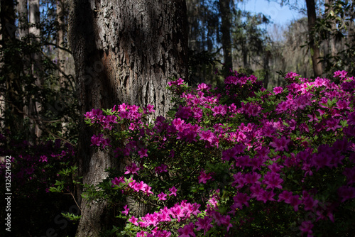 Wallpaper Mural Pink Blooming Azalea Bush Against Tree Torontodigital.ca