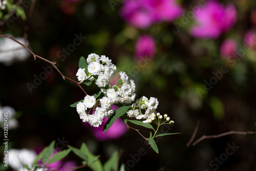 Wallpaper Mural Small White Flowers with Green Leaves in Garden Torontodigital.ca