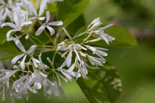 Wallpaper Mural Closeup of Small White Flowers with Green Background Torontodigital.ca