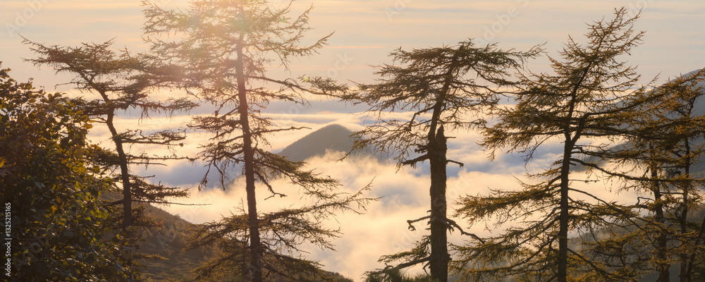 Beautiful mountain landscape. In the foreground are larch trees. Mountains in the clouds in the distance. Autumn season. September. Travel and hiking in the wild. Wonderful nature. Wide panorama.