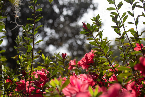 Wallpaper Mural Red Azalea Flowers with Green Leaves Torontodigital.ca