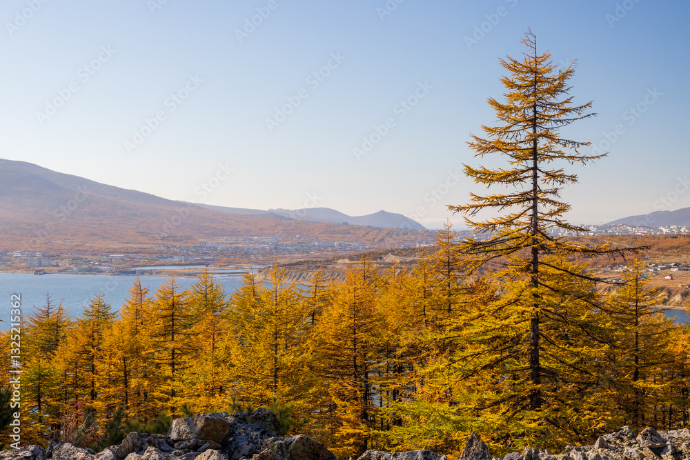 Beautiful autumn landscape. View of larch trees with yellow crowns. In the distance the sea bay and mountains. Northern nature. Outdoor recreation in the suburbs. Autumn season.