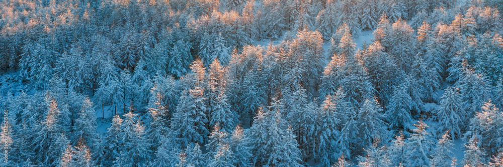 Aerial photo of the winter forest. Beautiful woodland landscape with trees in the snow. Top view of snow-covered larch trees. Cold snowy winter weather. Travel to the Far North. Panoramic background.