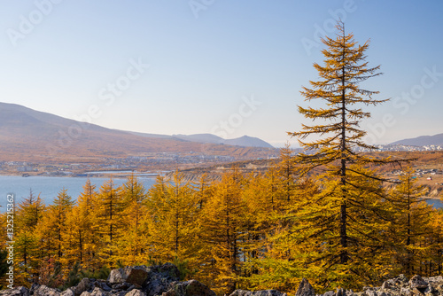 Obraz na płótnie Beautiful autumn landscape. View of larch trees with yellow crowns. In the distance the sea bay and mountains. Northern nature. Outdoor recreation in the suburbs. Autumn season. w salonie