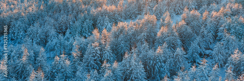 Aerial photo of the winter forest. Beautiful woodland landscape with trees in the snow. Top view of snow-covered larch trees. Cold snowy winter weather. Travel to the Far North. Panoramic background.