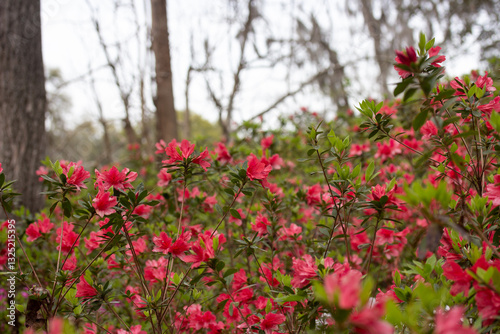 Wallpaper Mural Red Flowering Azalea Bush Torontodigital.ca
