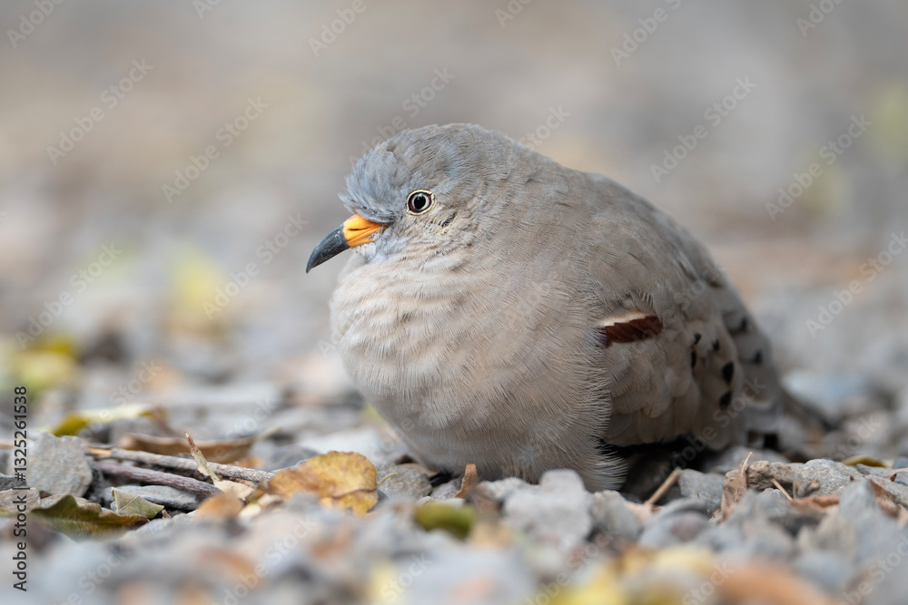 Croaking ground dove, Columbina cruziana in Peru Croaking ground dove, Columbina cruziana in Peru